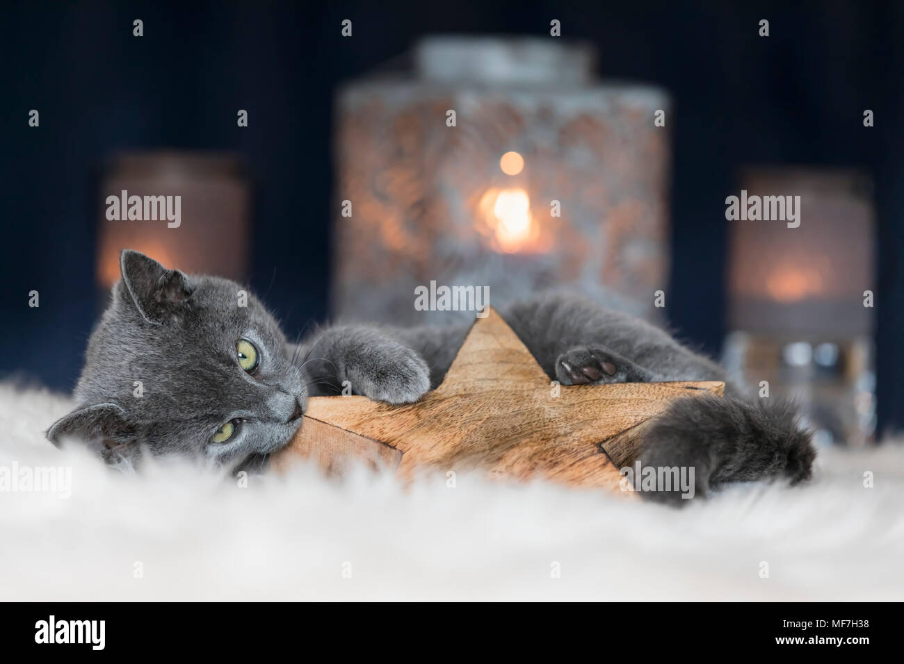 Chartreux gattino gioca con decorazione di Natale Foto Stock