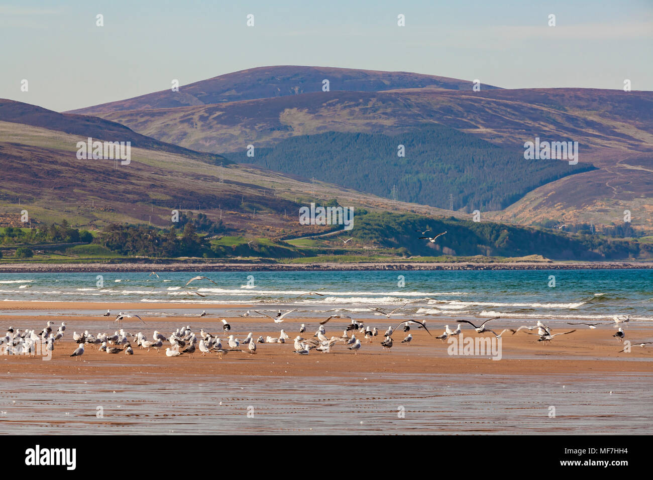 Regno Unito, Scozia, East Coast, Brora, Mare del Nord, spiaggia e gabbiani Foto Stock