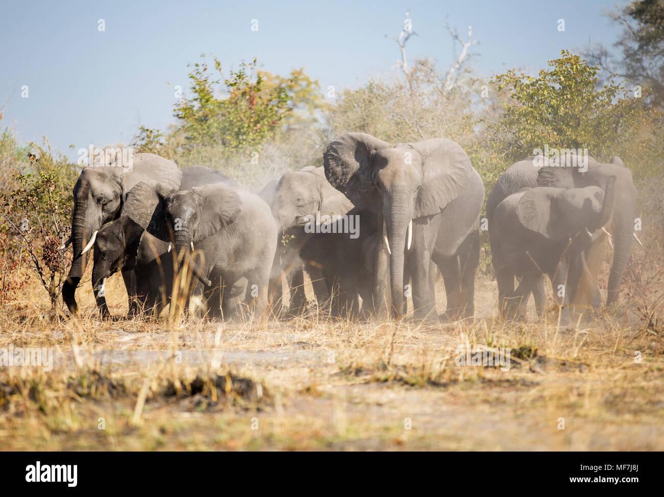 Africa, Namibia, Caprivi, elefanti africani whirling polvere Foto Stock