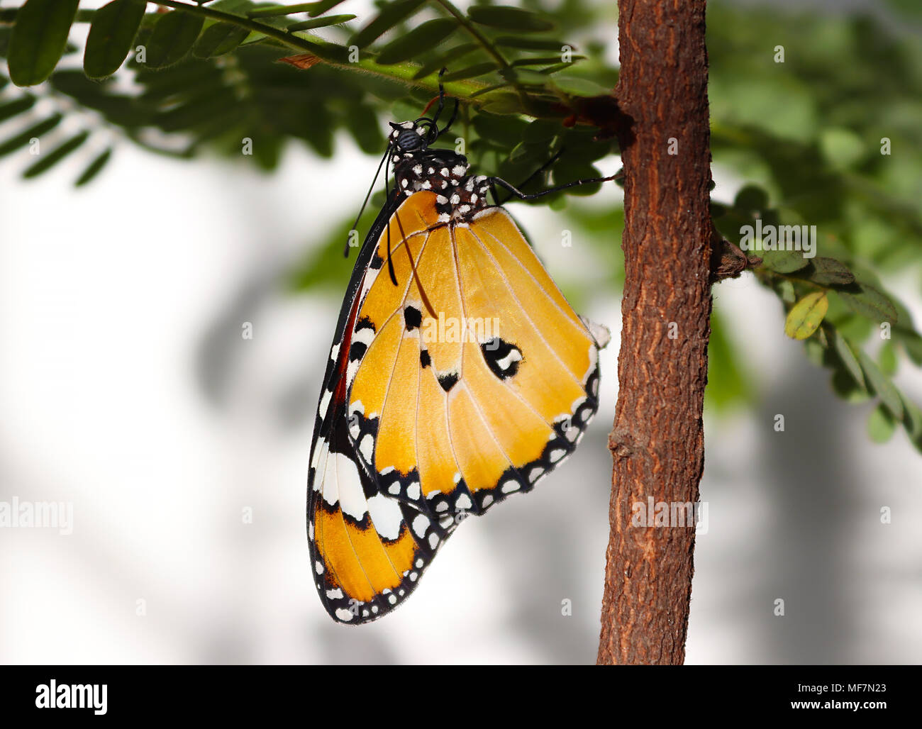 Plain tiger butterfly appena emerso dalla sua pupa e pronto a volare Foto Stock