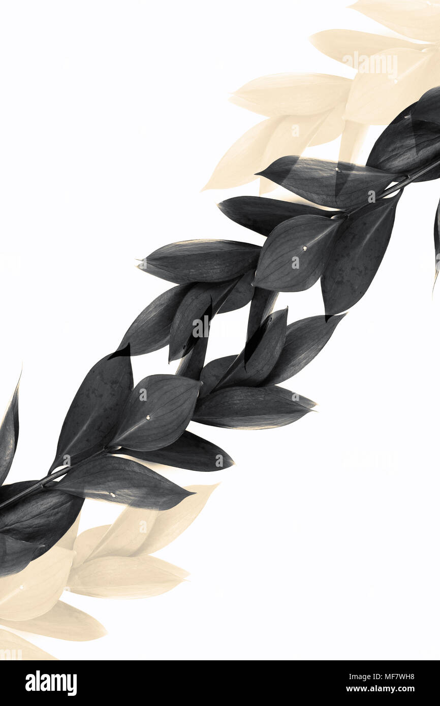 Ramoscelli con foglie di colore grigio e beige trasparente ramoscelli isolato su bianco Foto Stock