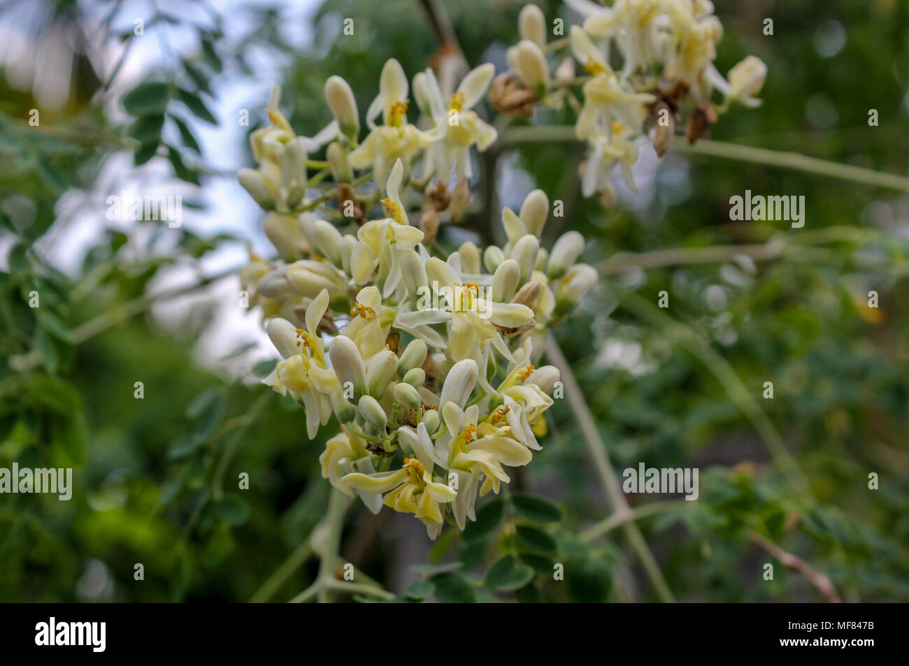 Moringa Oleifera o coscia tree blossom Foto Stock