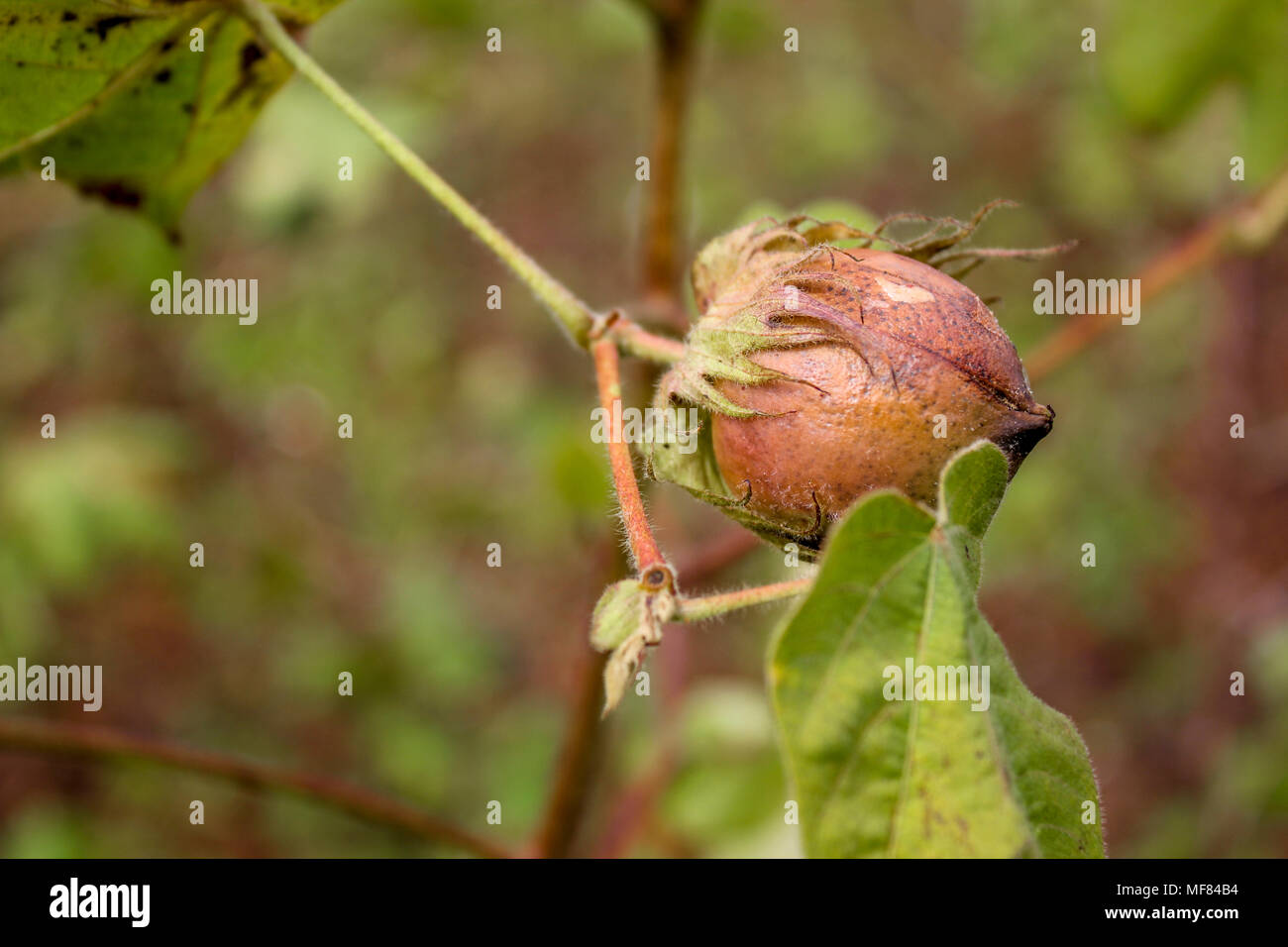Gossypium boll boll di cotone Foto Stock