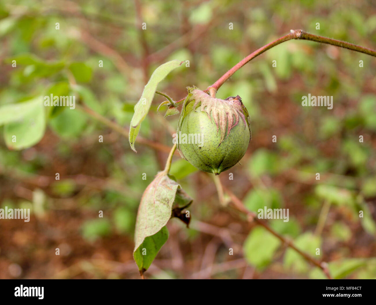 Gossypium boll boll di cotone Foto Stock