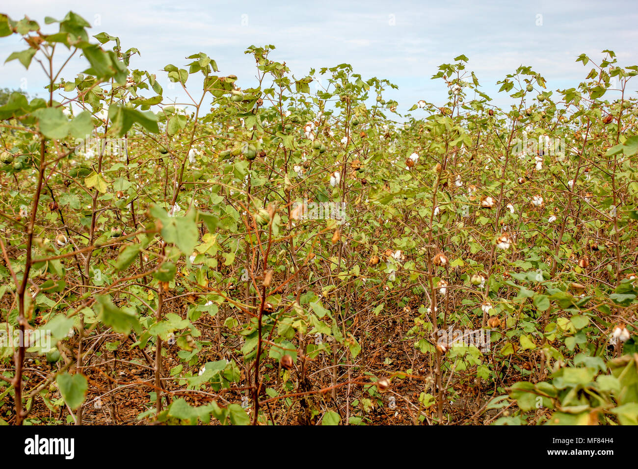 Piante di cotone Gossypiu agricoltura Foto Stock