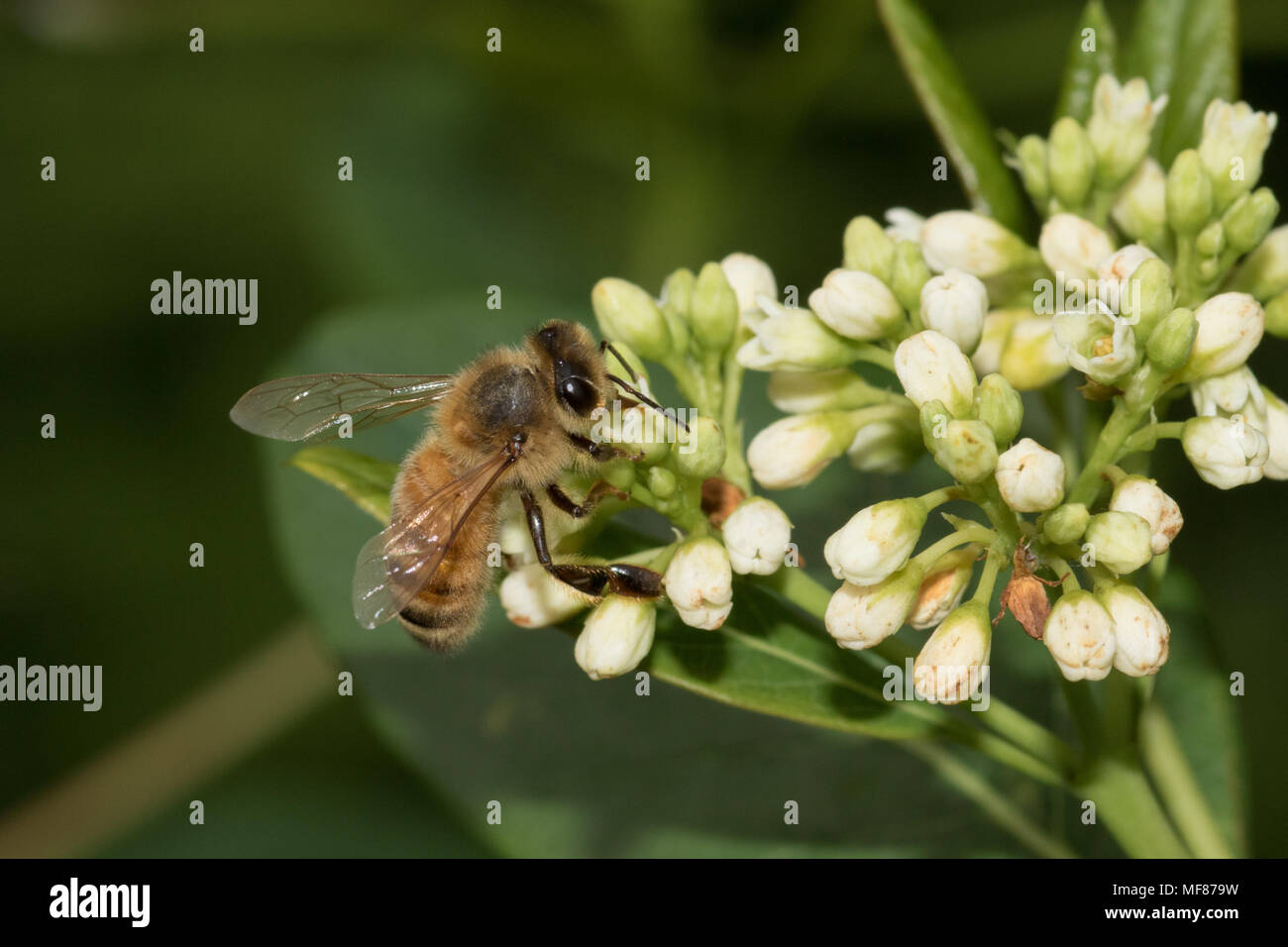 Un miele delle api alimentazione su milkweed blossoms. Foto Stock