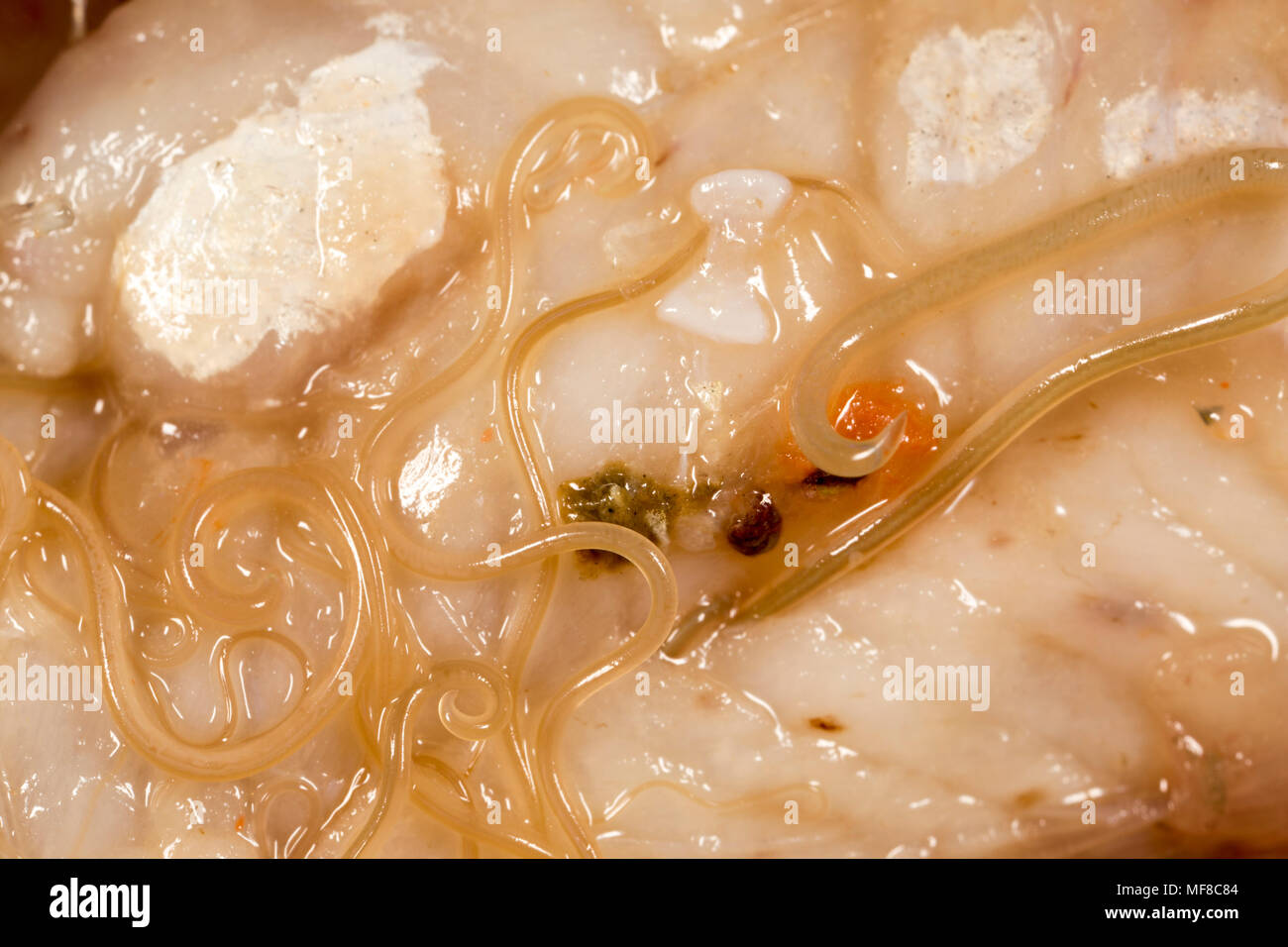 Nematodi parassiti o vermi rotondi, il contenuto dello stomaco di un pollack, Pollachius pollachius England Regno Unito. Foto Stock