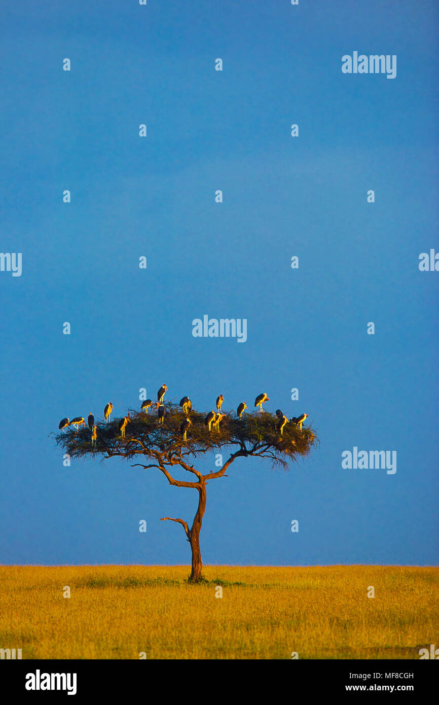 Marabou cicogne persico nel lone acacia, riserva Masai Mara, Kenya; parte dell'ecosistema del Serengeti Foto Stock