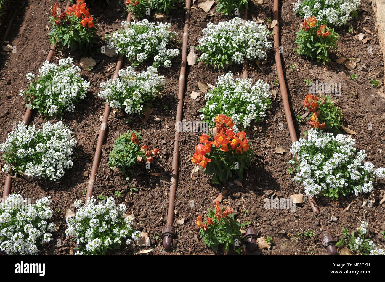 Detti condotti di irrigazione goccia a goccia in un letto di fiori a Ramat Hanadiv giardini vicino a Zichron Ya'acov, Monte Carmelo, Israele Foto Stock Detti condotti di irrigazione goccia a goccia in un letto di fiori a Ramat Hanadiv giardini vicino a Zichron Ya'acov, Monte Carmelo, Israele Foto Stock