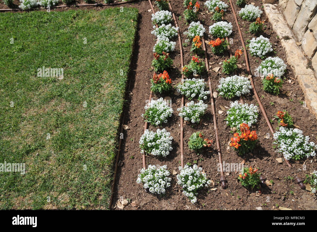 Detti condotti di irrigazione goccia a goccia in un letto di fiori a Ramat Hanadiv giardini vicino a Zichron Ya'acov, Monte Carmelo, Israele Foto Stock Detti condotti di irrigazione goccia a goccia in un letto di fiori a Ramat Hanadiv giardini vicino a Zichron Ya'acov, Monte Carmelo, Israele Foto Stock
