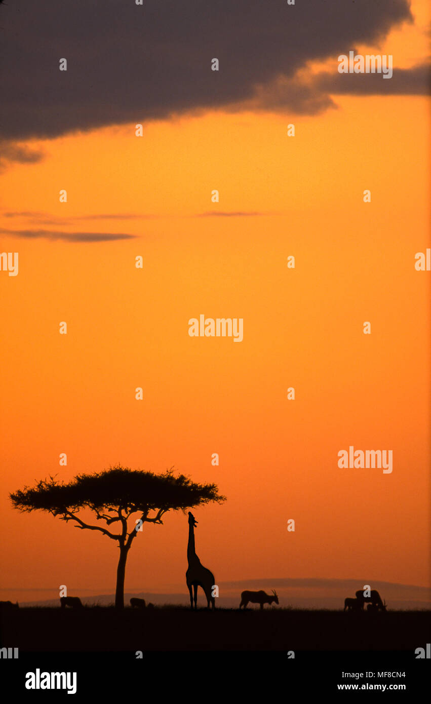 Giraffe al tramonto, Serengeti National Park, Tanzania Foto Stock