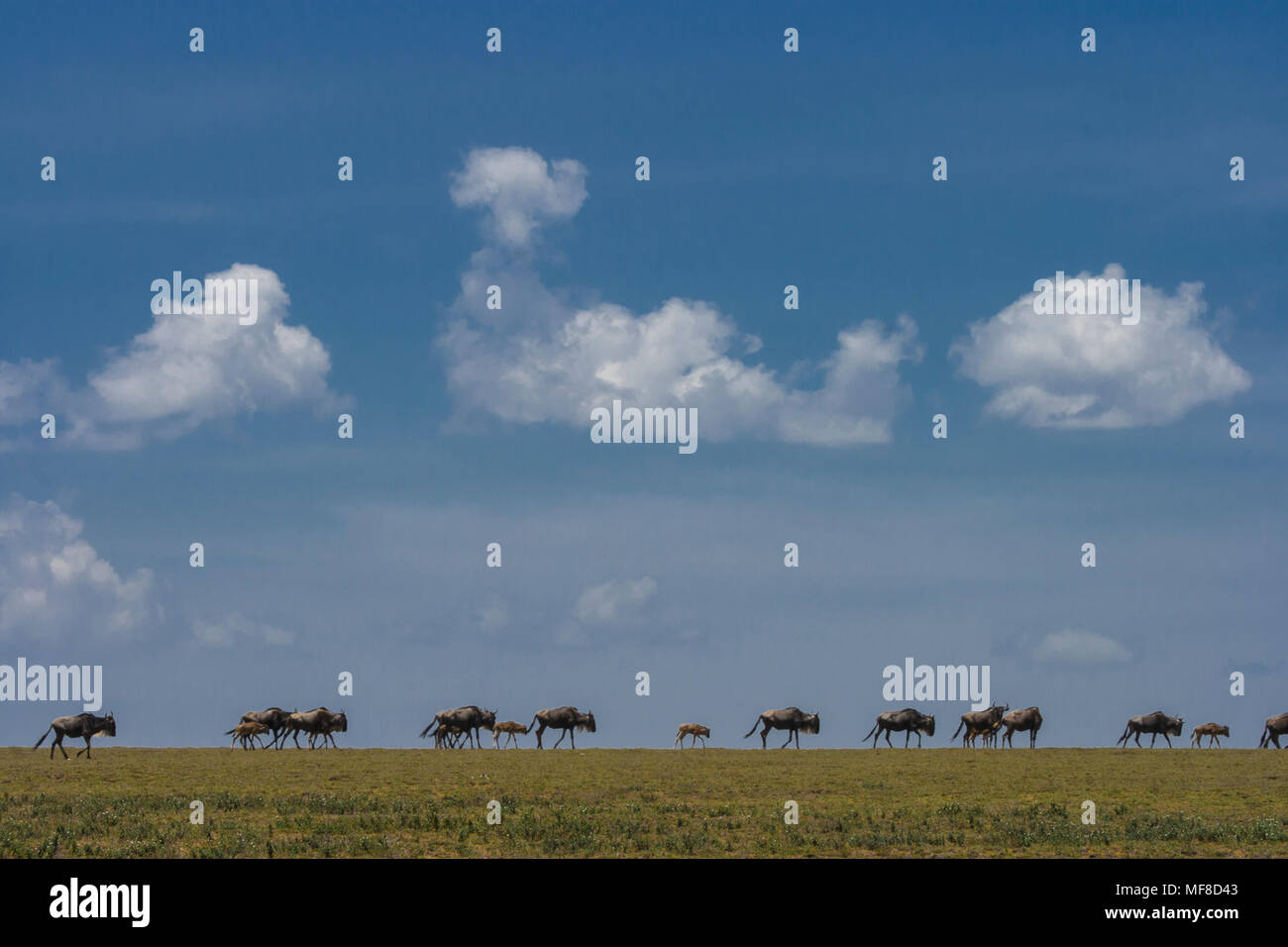 Gnu e vitelli di migrazione, passeggiate in una linea, un singolo file, Serengeti National Park, Tanzania. Foto Stock