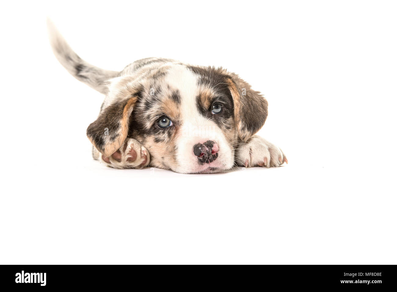 Carino welsh corgi puppy visto dalla parte anteriore sdraiato sul pavimento scodinzolante la sua coda isolato su uno sfondo bianco Foto Stock