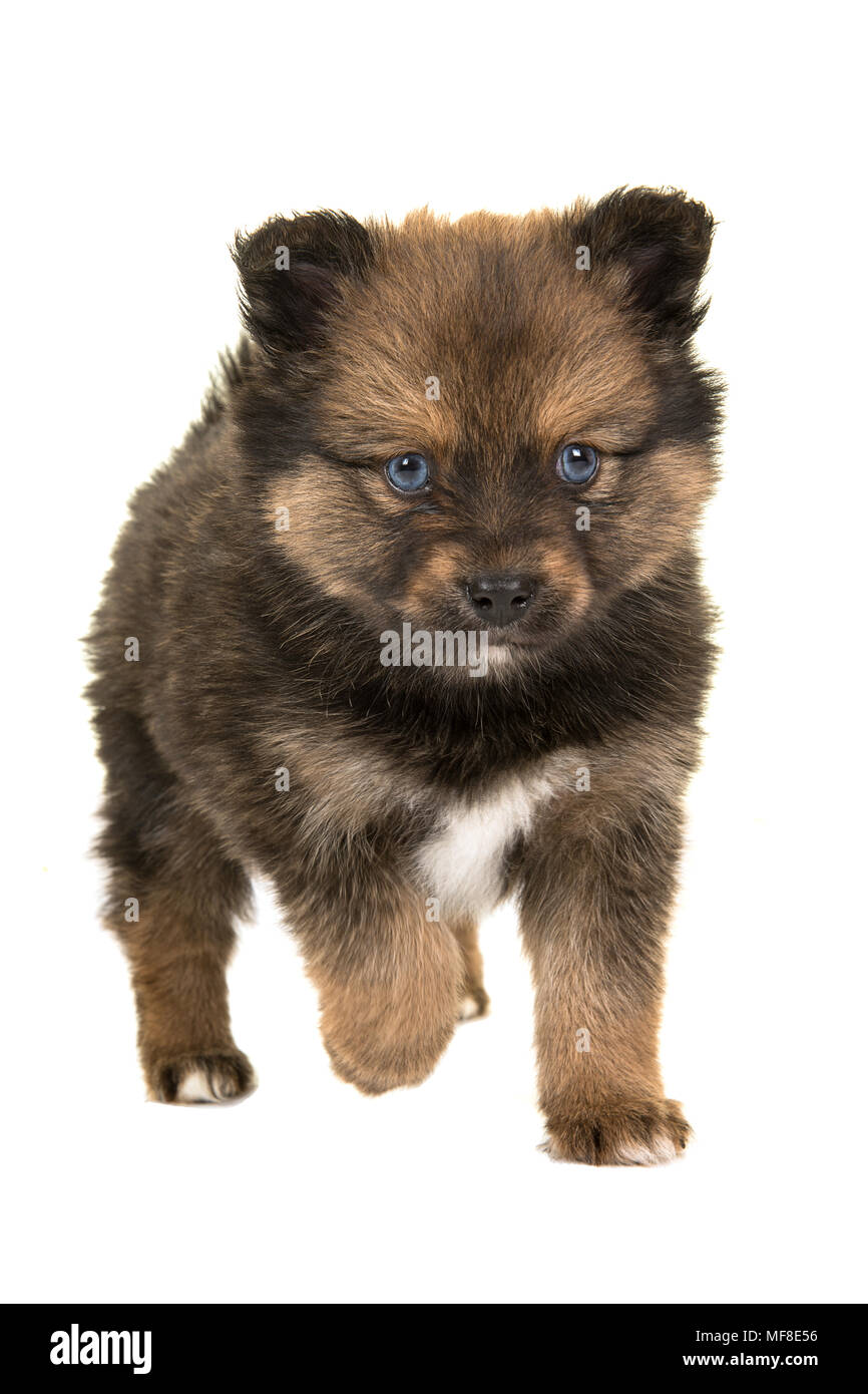 Pomsky cucciolo, mix di husky e Pomerania, con gli occhi blu che cammina verso la telecamera isolata su uno sfondo bianco Foto Stock