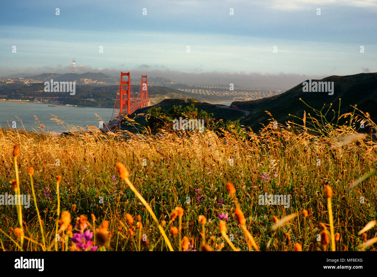 Erba Reed sulla capezzagna, Golden Gate National Recreation Area, Golden Gate Bridge, il Presidio di San Francisco, California, Stati Uniti d'America Foto Stock