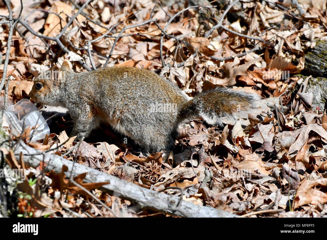 Grigio orientale scoiattolo (Sciurus carolinensis) sniffing cestino disseminate nella foresta Foto Stock