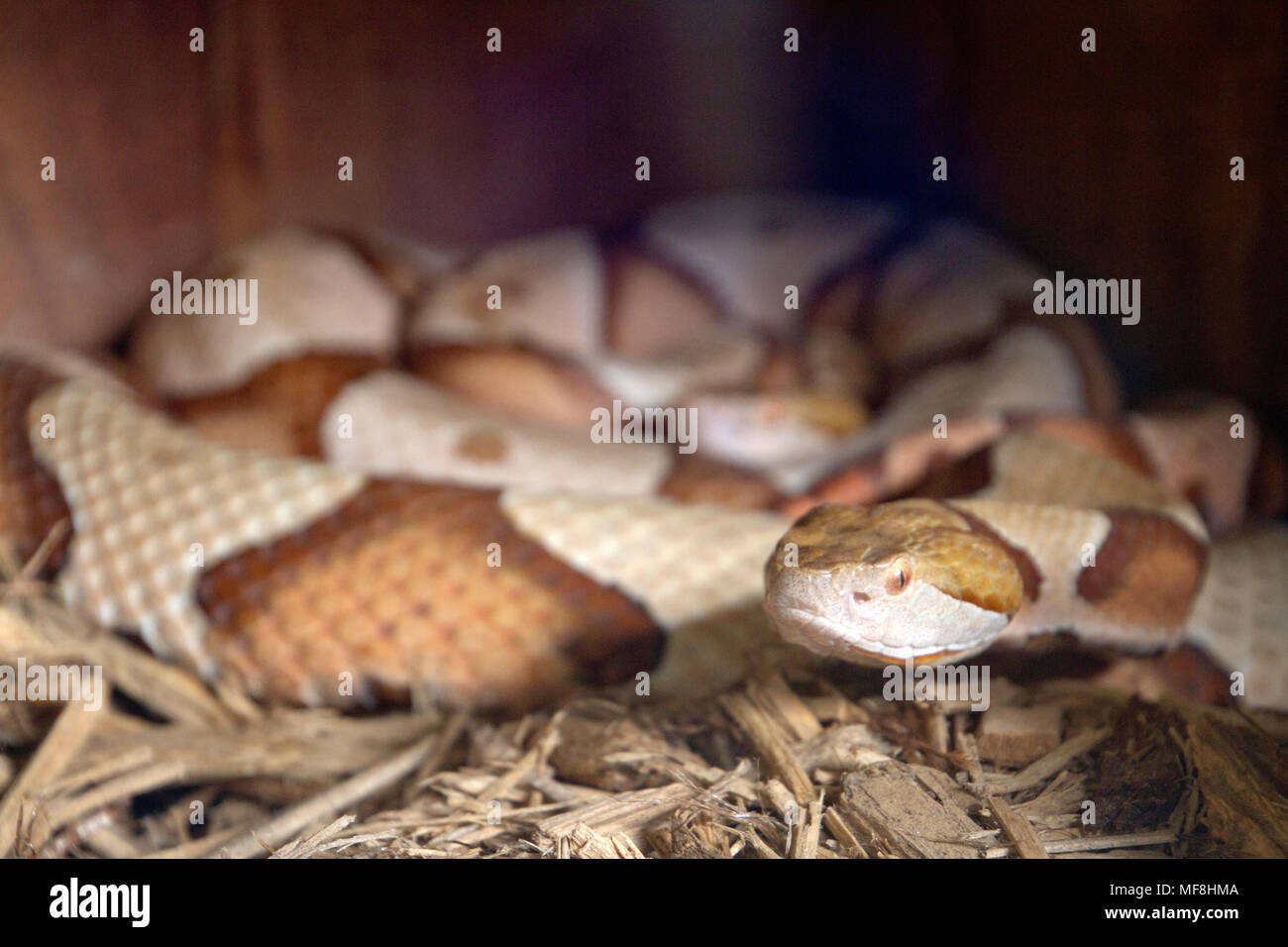 In prossimità della testa di un avviso Copperhead snake, un serpente australiano della famiglia cobra, evidenti al viewer con le sue sinuose spire sfocate th Foto Stock