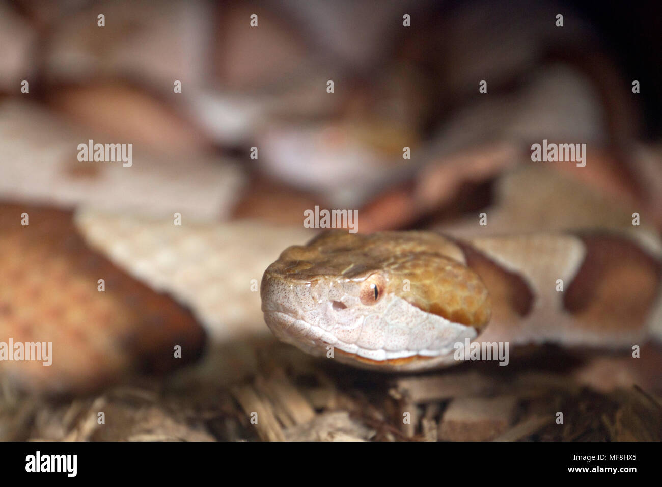 In prossimità della testa di un avviso Copperhead snake, un serpente australiano della famiglia cobra, evidenti al viewer con le sue sinuose spire sfocate th Foto Stock