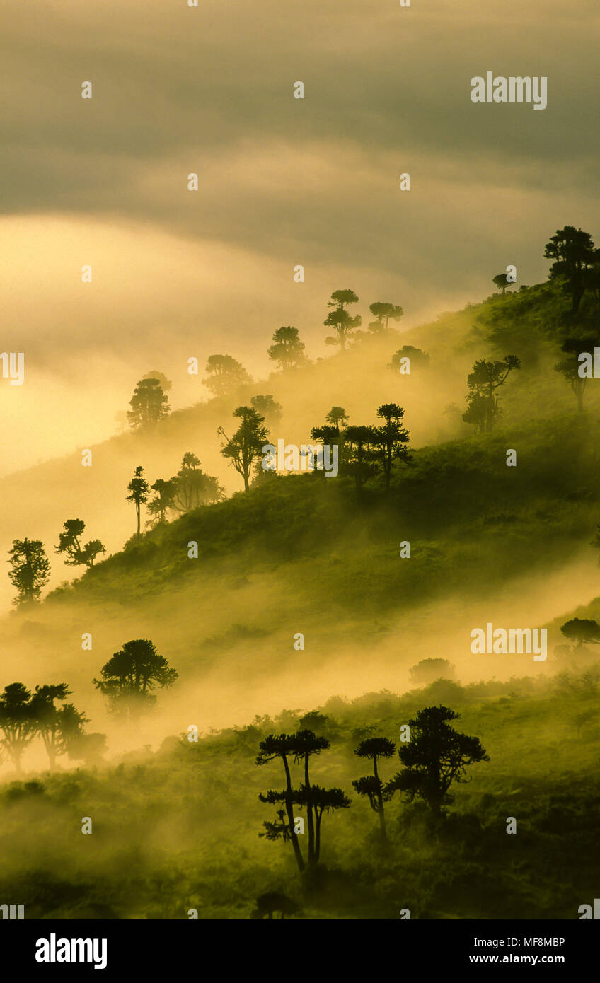 Alba la nebbia in euphorbia alberi nel cratere di Ngorongoro, Tanzania. Foto Stock