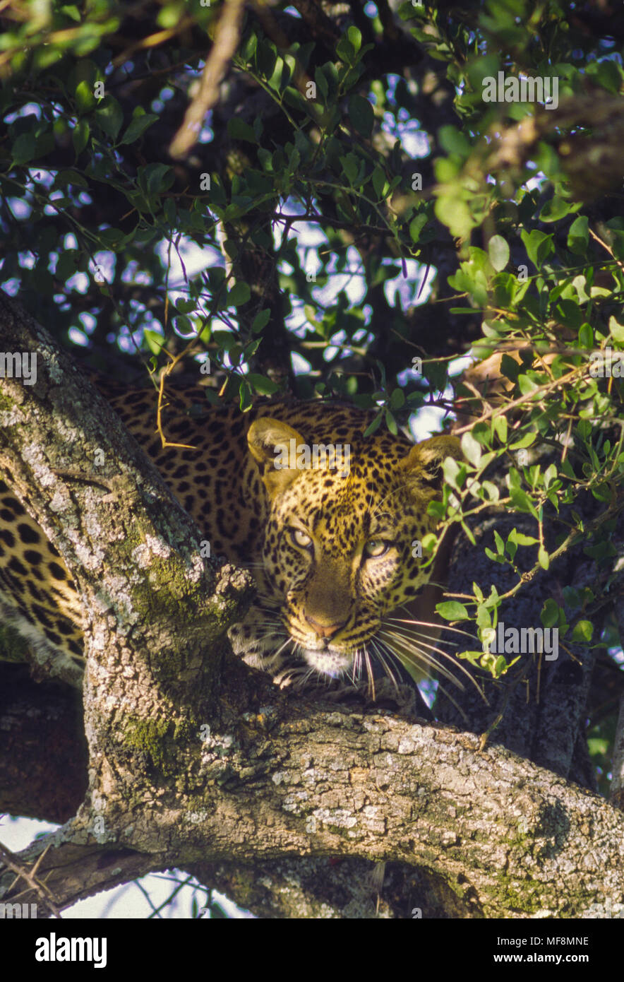 Leopard occhiatura preda. Mantello macchiato rende la miscela in meglio sruprise preda. Il Kenya, il Masai Mara, riserva nazionale. Foto Stock