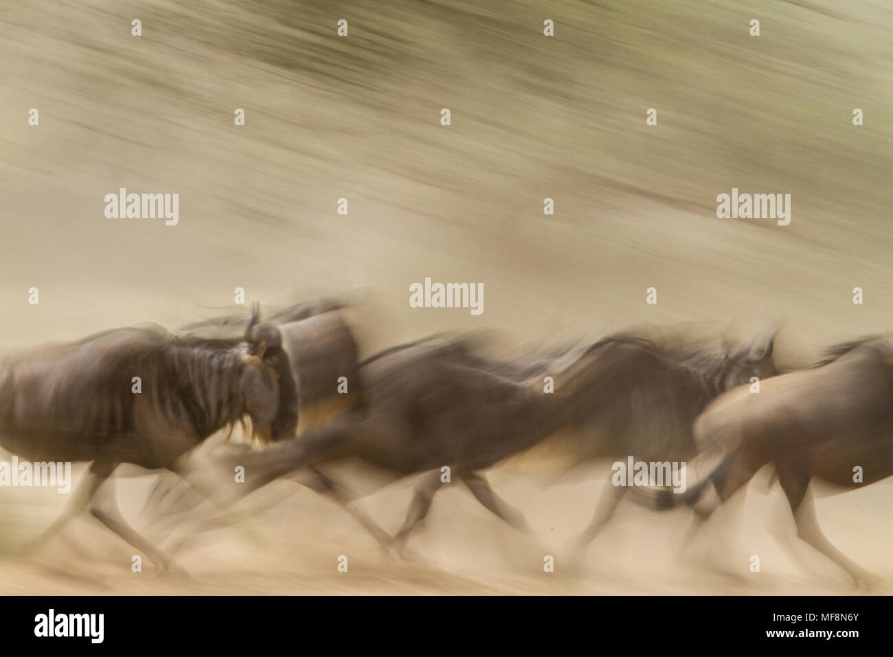 Gnu in corsa durante la migrazione, Serengeti National Park, Tanzania; una popolazione di un milione e mezzo di può essere decimata dalla proposta di autostrada e ferrovia Foto Stock