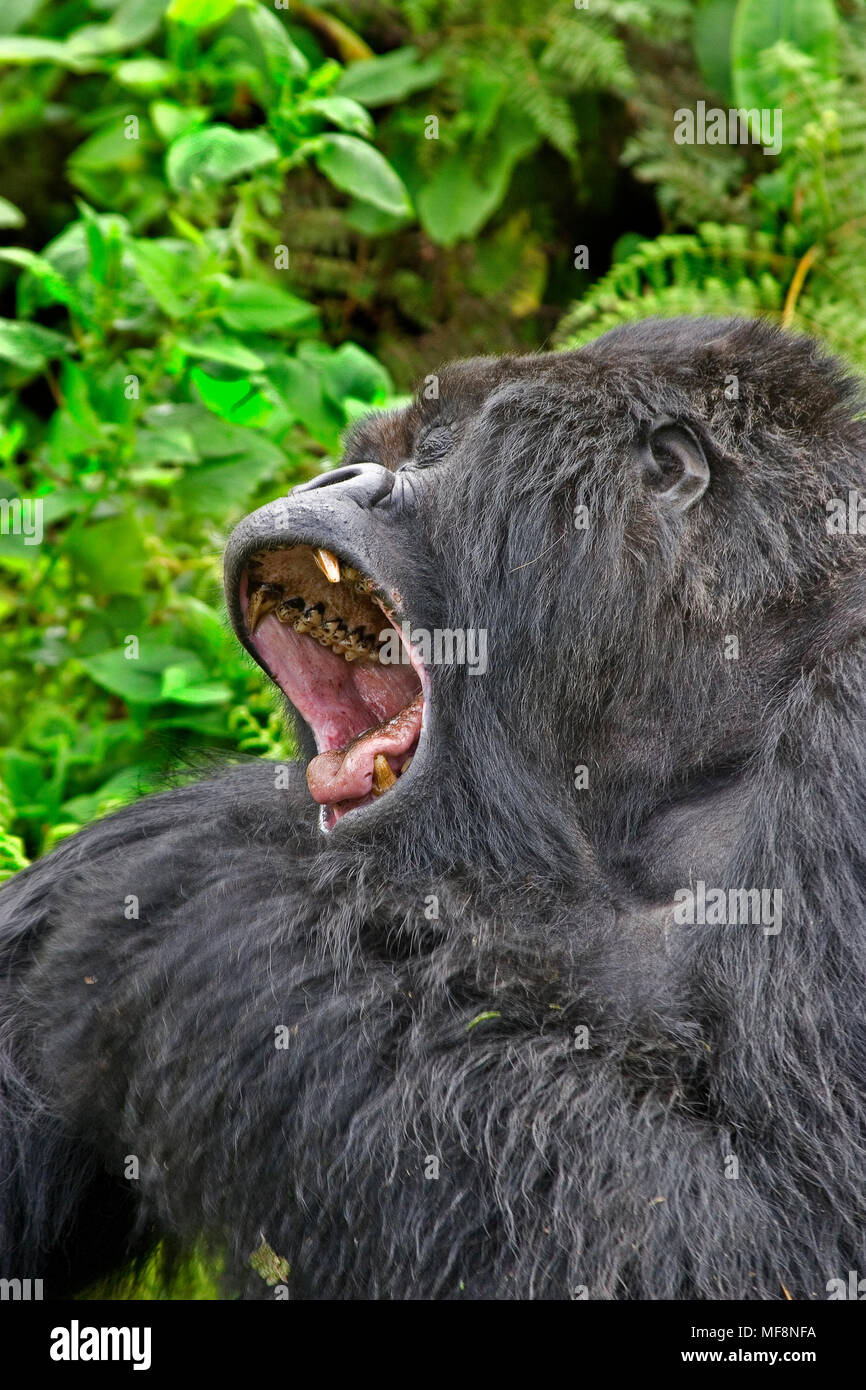 Silverback gorilla di montagna, Parco Nazionale Vulcani, Ruanda, sbadigli. Foto Stock