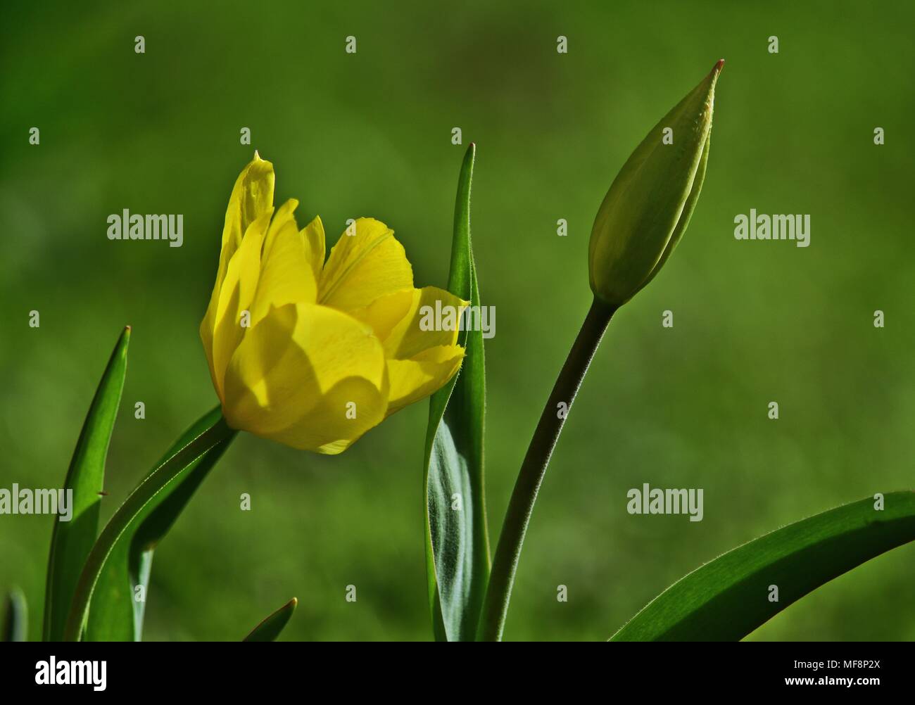 Tulipani gialli nel parco Foto Stock