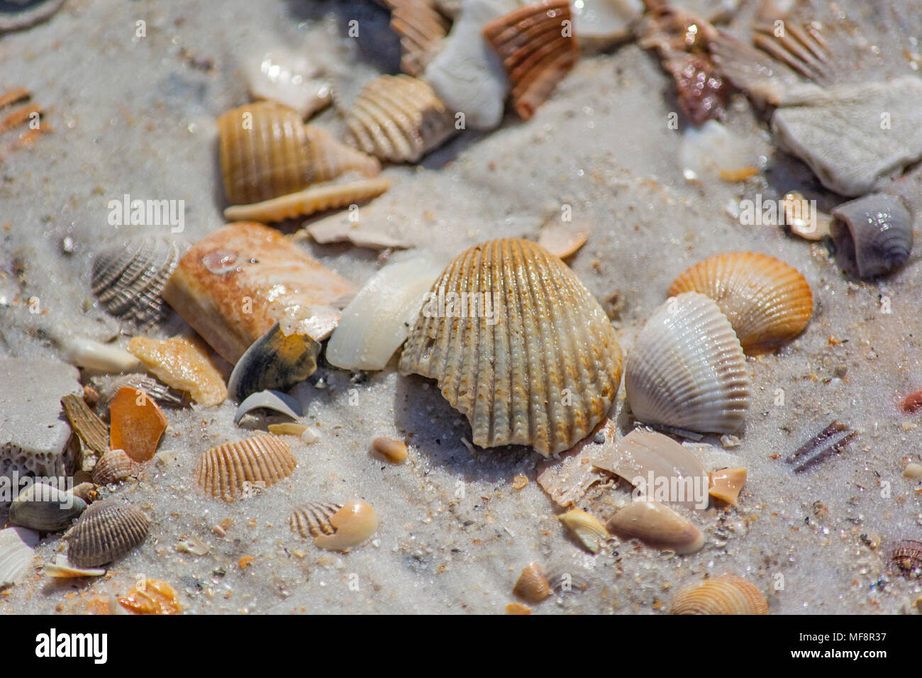 Conchiglie di mare sulla spiaggia Foto Stock