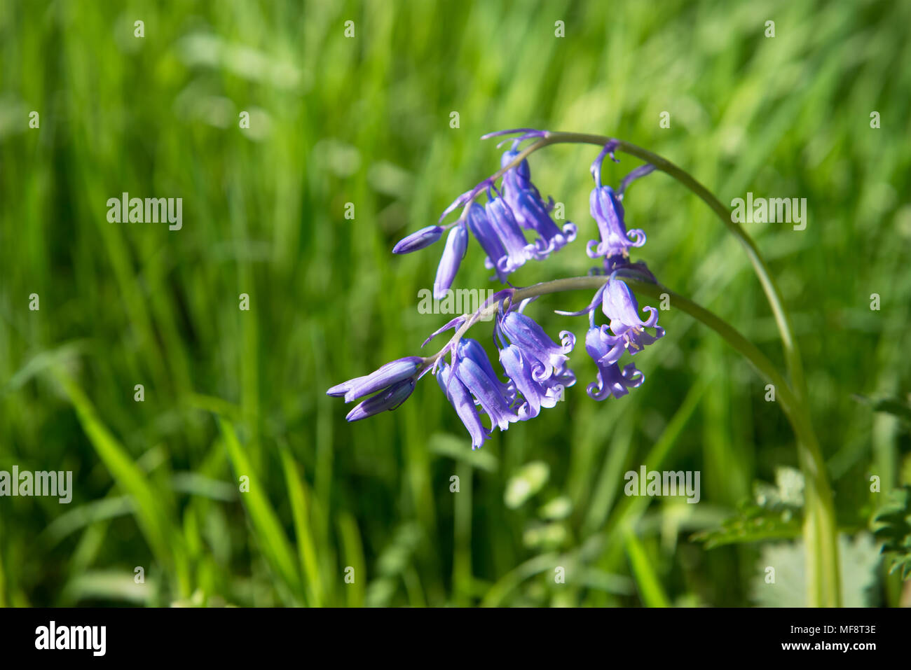 Fiori di Blue Bells in Belgio closeup photo Foto Stock