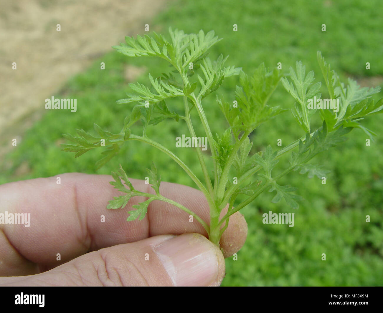 Nairobi. 24 apr, 2018. Questa foto non datata mostra un 45-giorno-vecchia Artemisia piantina. Credito: Xinhua/Alamy Live News Foto Stock