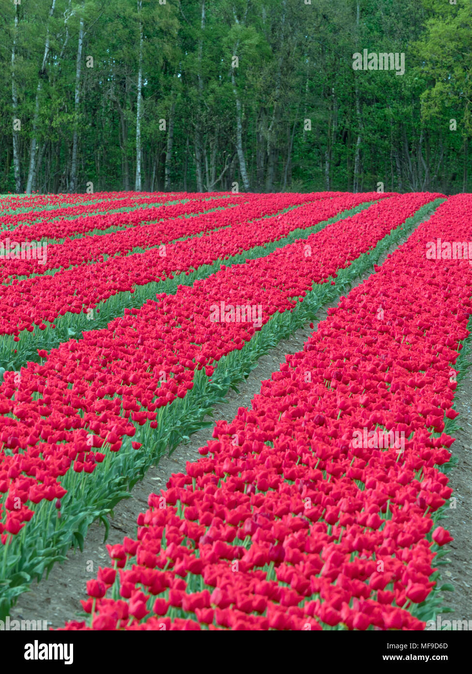 I tulipani in fiore vicino a Swaffham in Norfolk Breckland Foto Stock