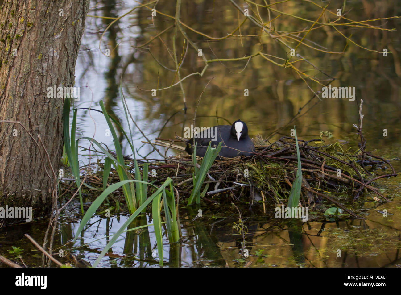 Foto di un adulto Coot seduta su di esso il nido con riflessi nell'acqua Foto Stock