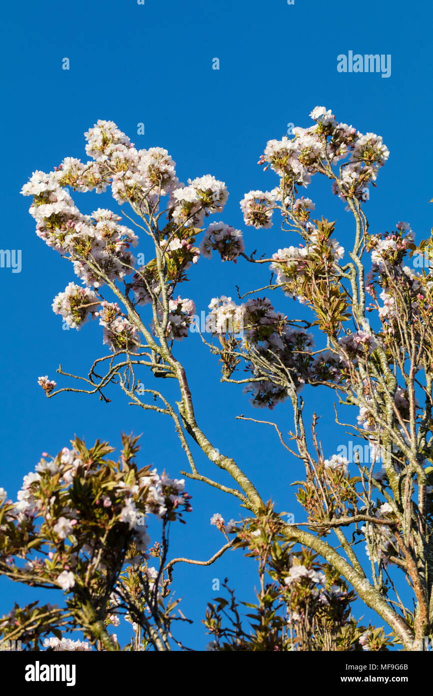 Montante crescente giapponese di fiori di ciliegio, Prunus 'Amanogawa',dsiplays rosa e fiori bianchi contro una molla blu cielo Foto Stock