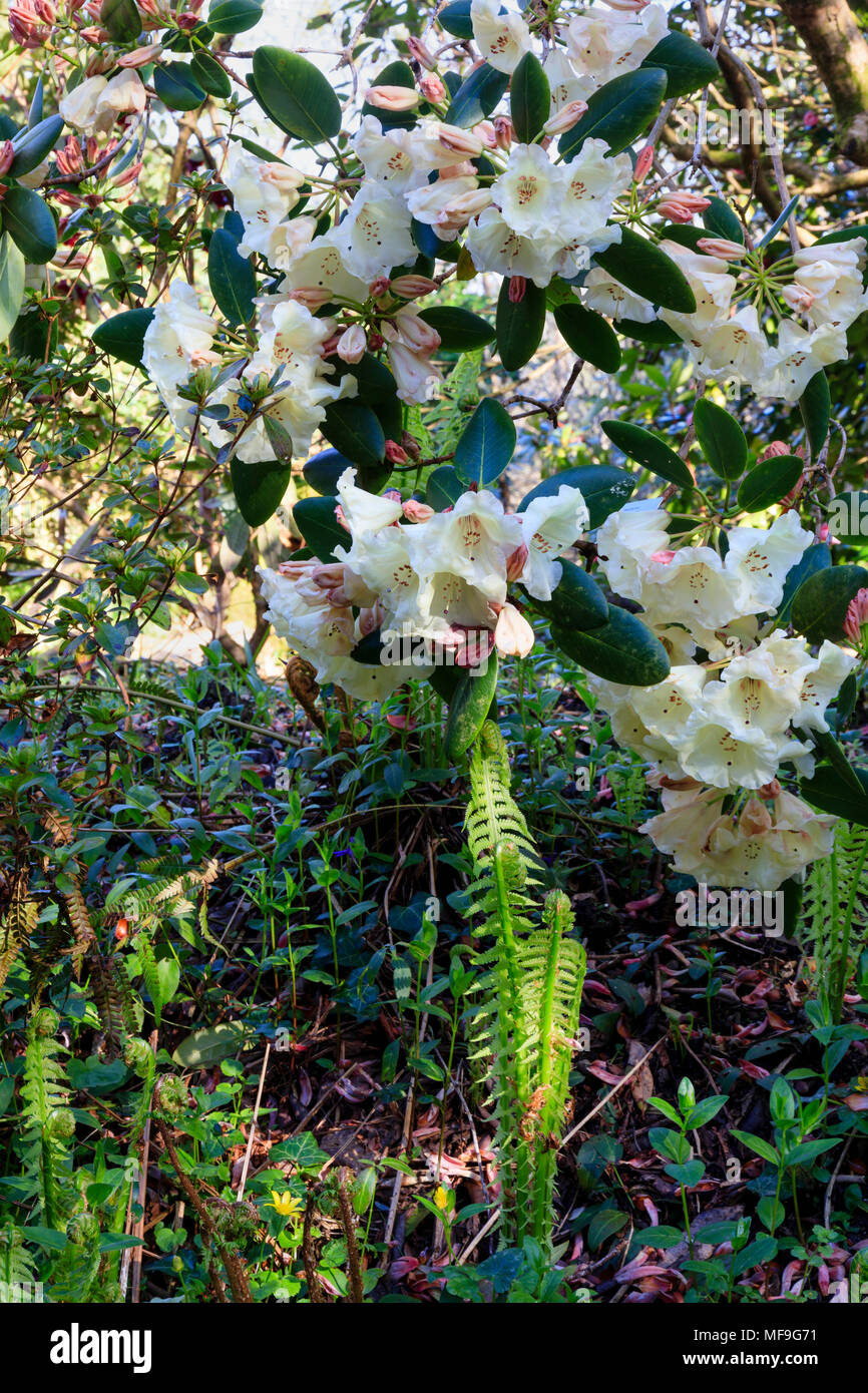 Pallide dei fiori di primavera fiorisce Rhododendrom "Carita Golden Dream' emergente al di sopra di fronde di felce Foto Stock