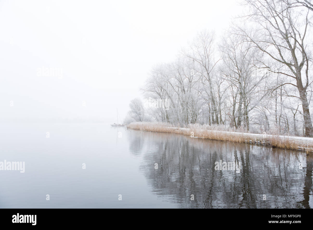 Congelati gli alberi su foggy riva del lago Nieuwe Meer ad Amsterdam in Olanda. Foto Stock