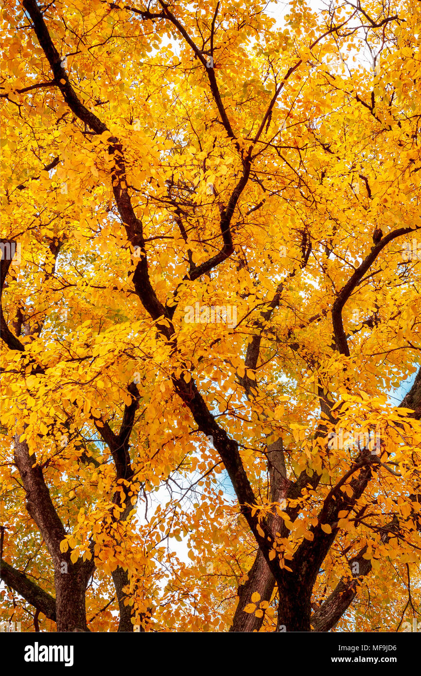 Luminose luci colorate sugli alberi immagini e fotografie stock ad alta  risoluzione - Alamy