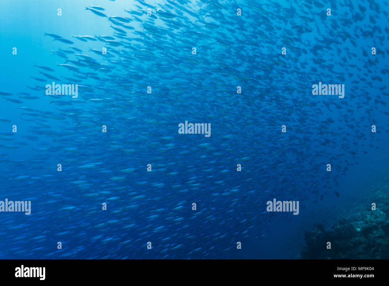 Una grande scuola di centinaia di pesci fucilieri, Caesio striatus, passa nell'oceano blu Foto Stock
