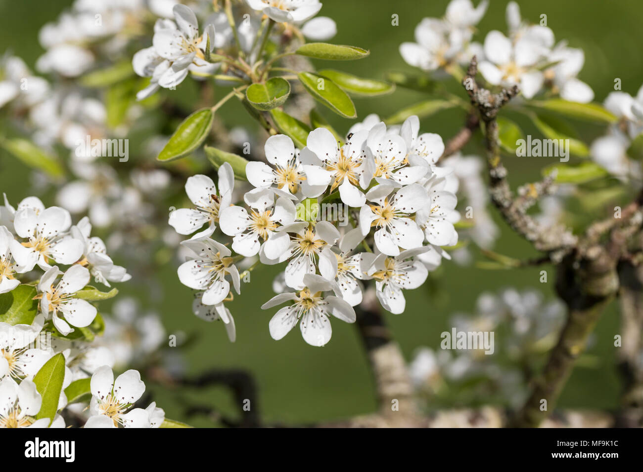 Primo piano di Pyrus communis Louise Bonne di Jersey pero albero fiorire in un giardino di primavera, Inghilterra, Regno Unito Foto Stock