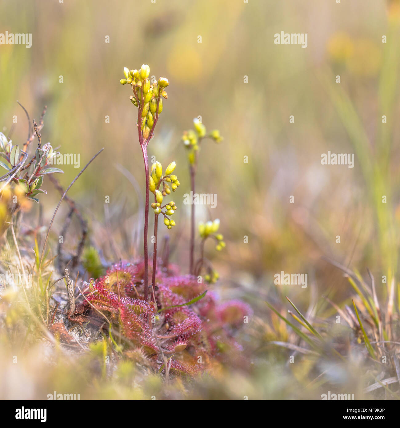 Round-lasciava sundew (drosera rotundifolia) con fiori in duna vegetazione habitat Foto Stock