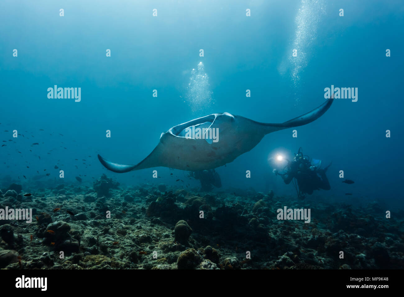 Il fotografo subacqueo scatta una foto di un gigantesco raggio di manata che nuota sulla barriera corallina Foto Stock