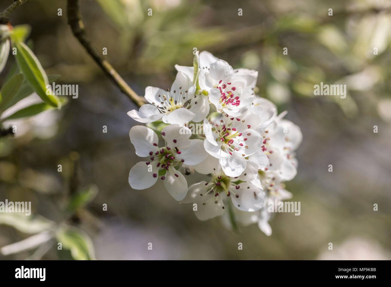 Pyrus Salicfolia pendola fiorente in un giardino di primavera, Inghilterra, Regno Unito Foto Stock