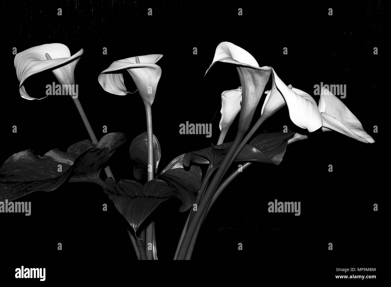 Arum lily in bianco e nero di close-up Foto Stock