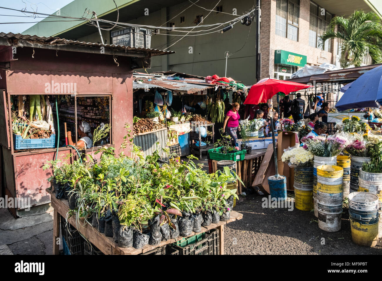 Panama City, Panama - marzo 2018: Impianto e venditore di fiori sul mercato alla strada per lo shopping nella città di Panama , Avenida Central Foto Stock