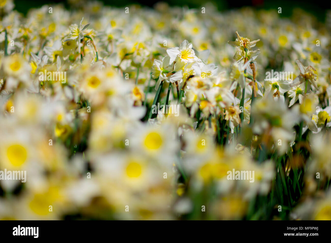 Yellow Daffodils in una giornata di sole Foto Stock
