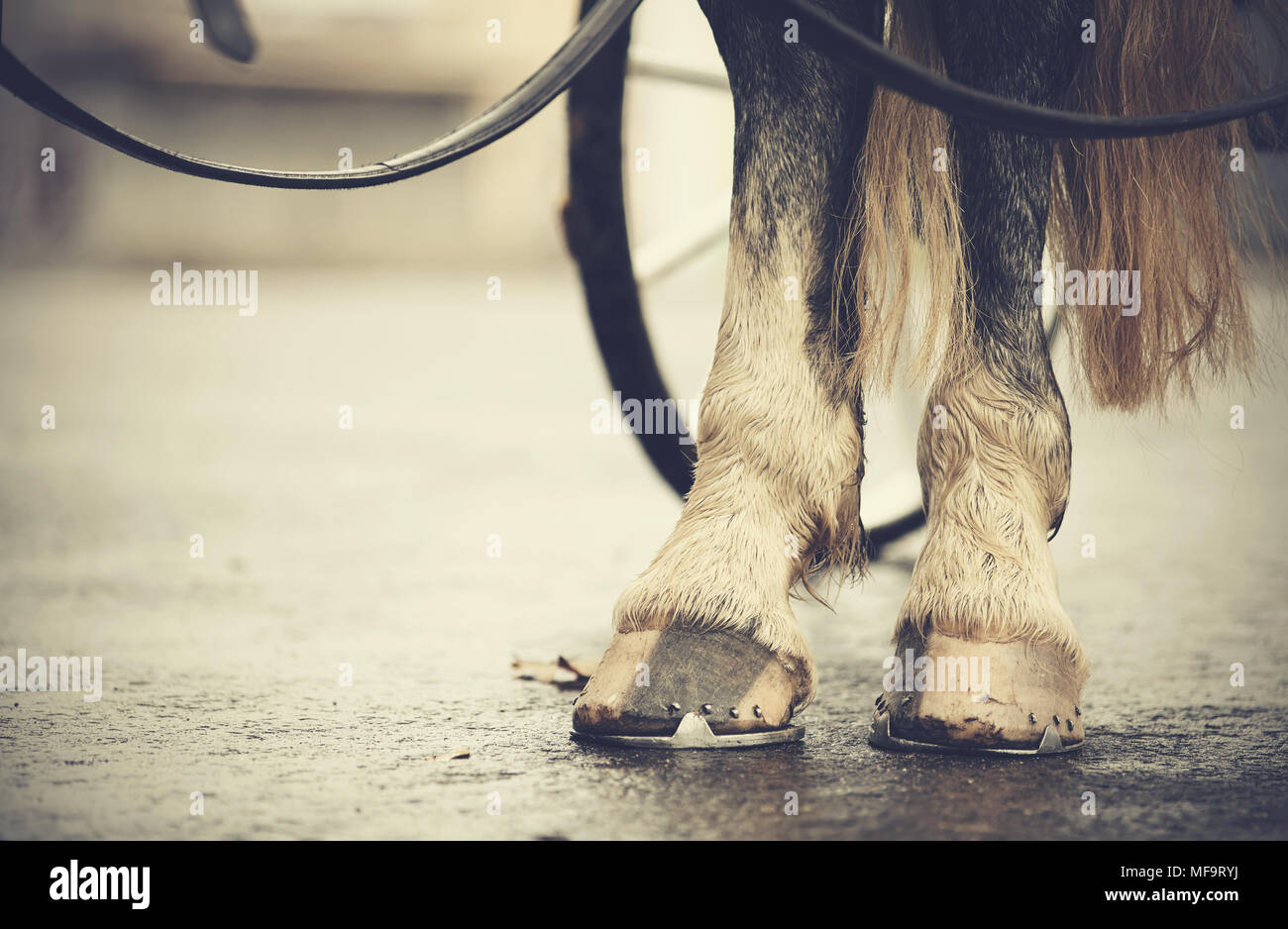 A cavallo il trasporto. Le zampe posteriori del cavallo imbrigliato nel carrello. Foto Stock