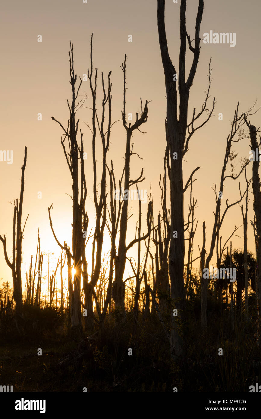 Sunrise nell'equipaggio di pietra focaia filamento della penna della Florida WEA (fauna selvatica e Area Ambientale), Bonita Springs, in Florida, Stati Uniti d'America Foto Stock