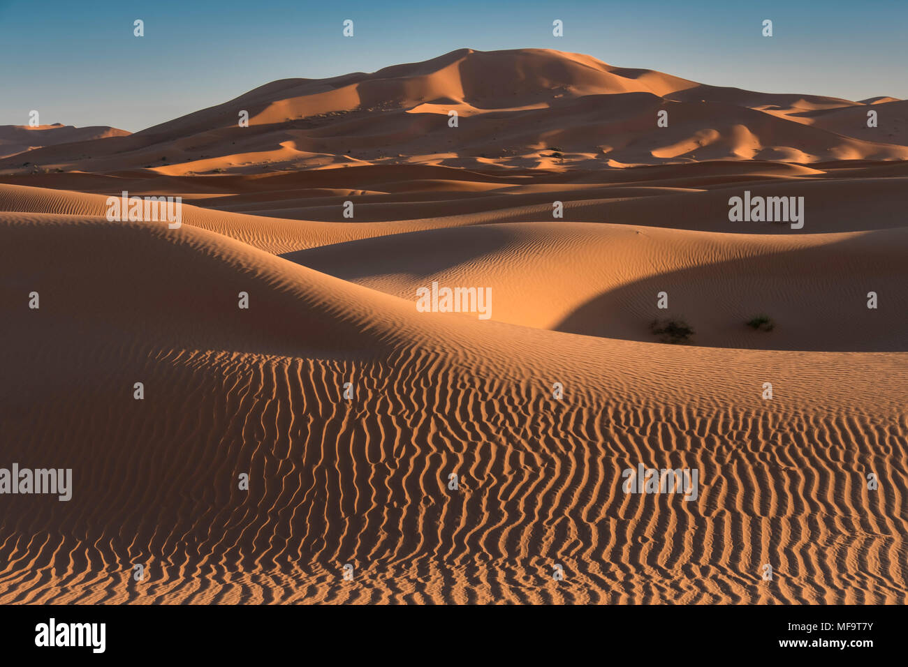 Mare di sabbia, Erg Chebbi dune del deserto, Sahara Occidentale, Marocco Foto Stock