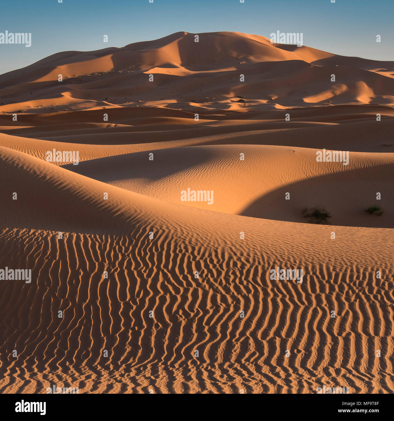 Mare di sabbia, Erg Chebbi dune del deserto, Sahara Occidentale, Marocco Foto Stock