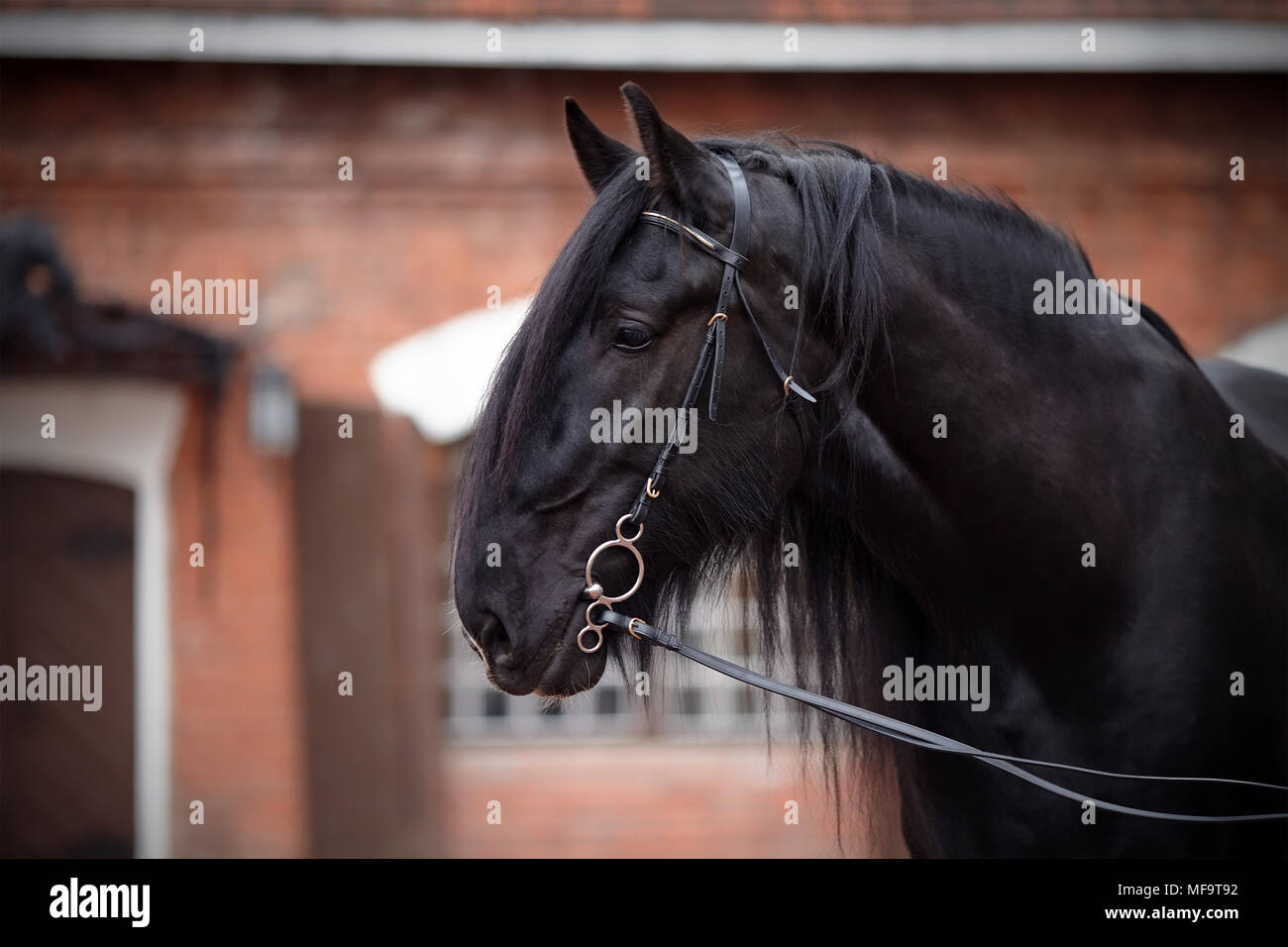 Stallone nero. Ritratto di un cavallo nero. Cavallo purosangue. Cavallo bellissimo. Foto Stock