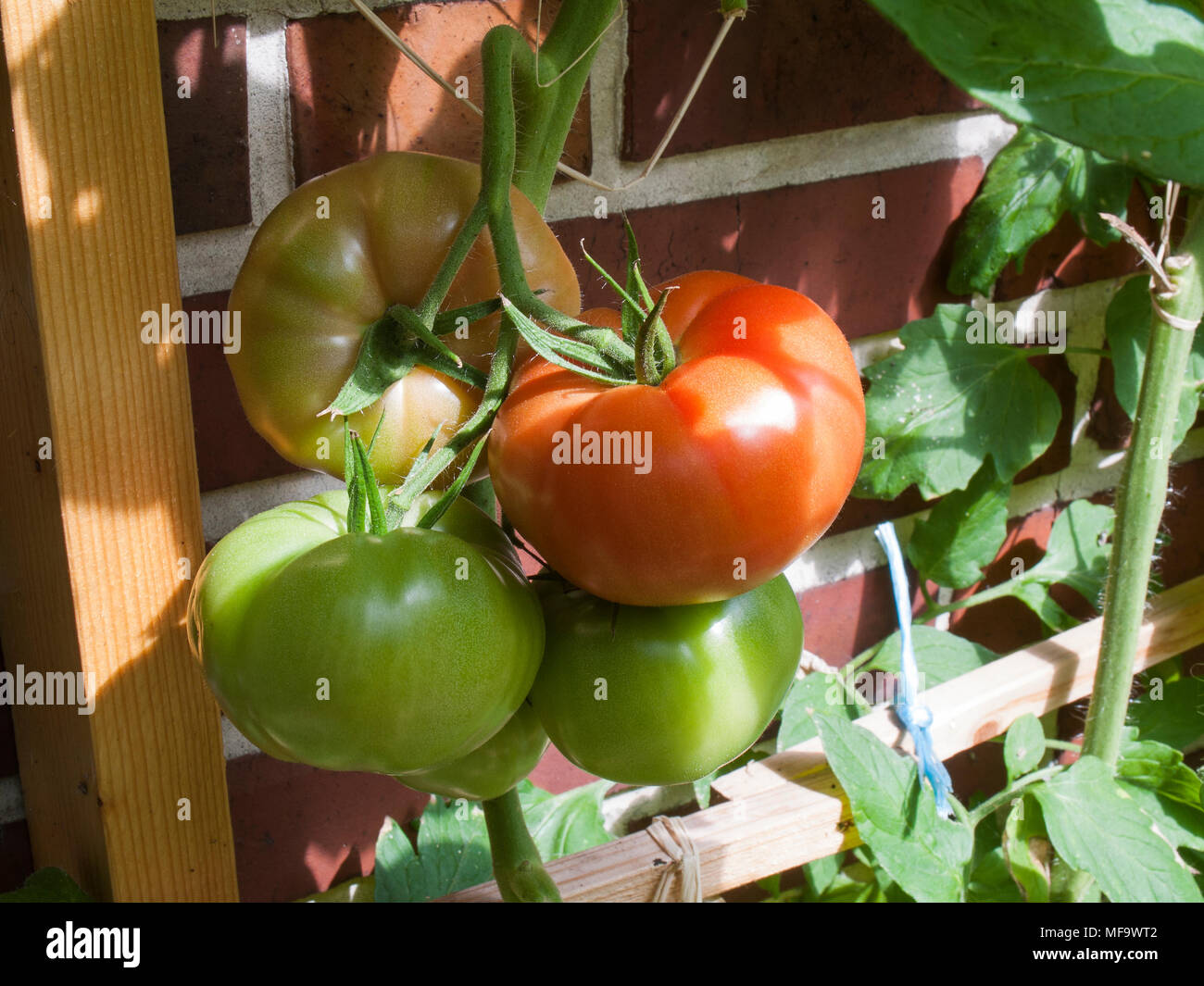 Pomodori dal mio giardino. Foto Stock